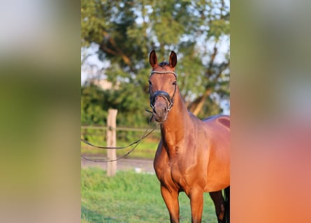 Westphalian, Mare, 11 years, 16,1 hh, Bay-Dark