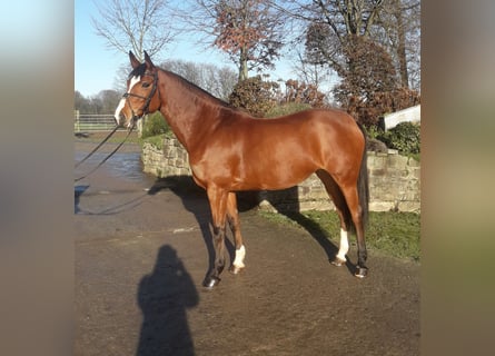 Westphalian, Mare, 11 years, 16,1 hh, Brown