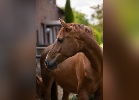 Westphalian, Mare, 11 years, 16.2 hh, Chestnut-Red