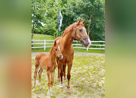 Westphalian, Mare, 11 years, 16.2 hh, Chestnut-Red