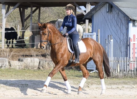 Westphalian, Mare, 11 years, 16,2 hh, Chestnut-Red