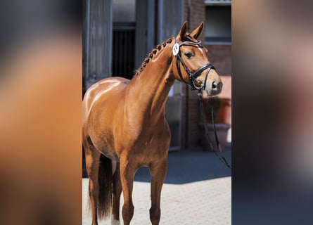 Westphalian, Mare, 11 years, 16 hh, Chestnut-Red