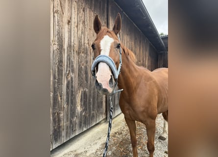 Westphalian, Mare, 11 years, 16 hh, Chestnut-Red