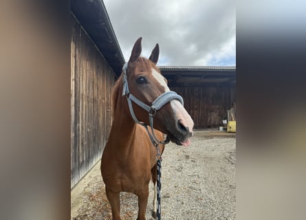 Westphalian, Mare, 11 years, 16 hh