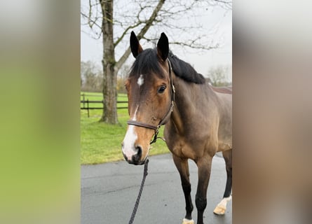 Westphalian, Mare, 11 years, 16,2 hh, Brown