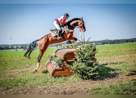 Westphalian, Mare, 11 years, 17 hh, Brown