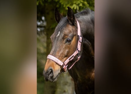 Westphalian, Mare, 12 years, 16.1 hh, Bay-Dark