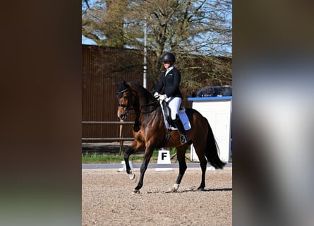 Westphalian, Mare, 12 years, 16,2 hh, Bay-Dark