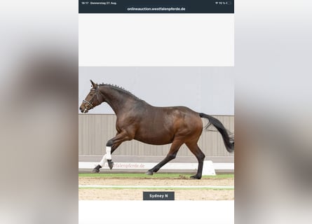 Westphalian, Mare, 12 years, 16.3 hh, Bay-Dark