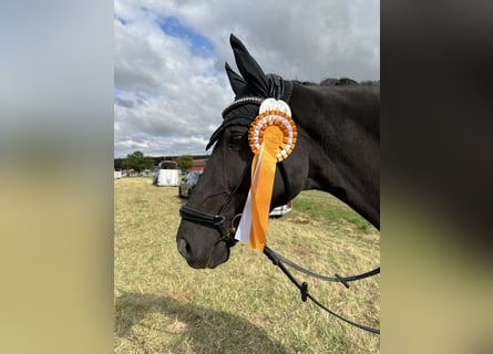 Westphalian, Mare, 12 years, 16 hh, Black