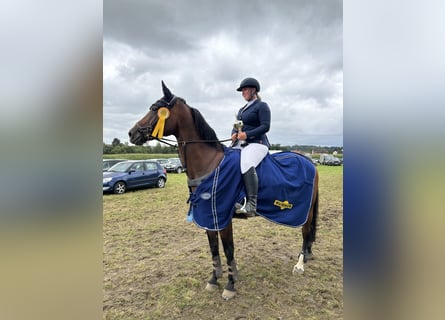 Westphalian, Mare, 12 years, 16 hh, Brown