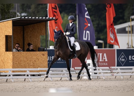 Westphalian, Mare, 12 years, 16,1 hh, Black