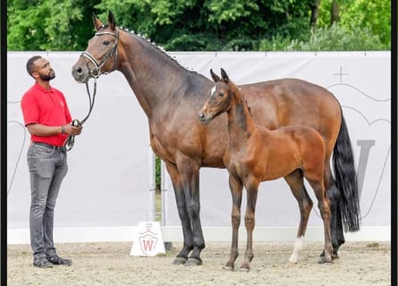 Westphalian, Mare, 12 years, 16,3 hh, Bay-Dark