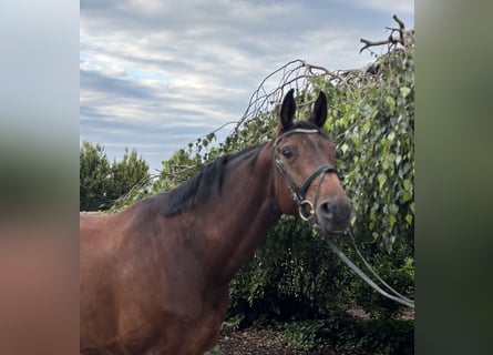 Westphalian, Mare, 12 years, 16,3 hh, Brown