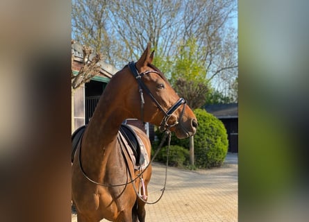 Westphalian, Mare, 12 years, 17 hh, Bay-Dark