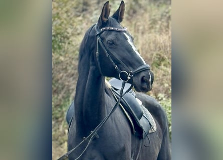 Westphalian, Mare, 12 years, 17 hh, Black