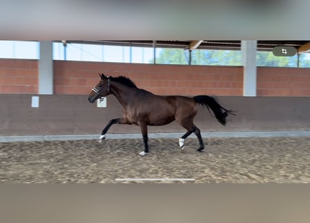 Westphalian, Mare, 12 years, 17 hh, Brown