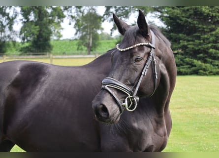 Westphalian, Mare, 13 years, 16.1 hh, Black