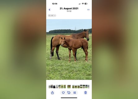 Westphalian, Mare, 13 years, 16.1 hh, Brown