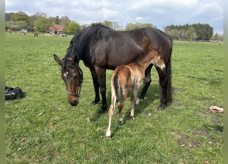 Westphalian, Mare, 13 years, 16 hh, Brown