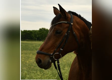 Westphalian, Mare, 13 years, 16 hh, Brown