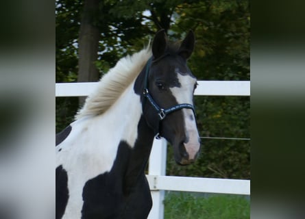 Westphalian, Mare, 13 years, 16,1 hh, Pinto