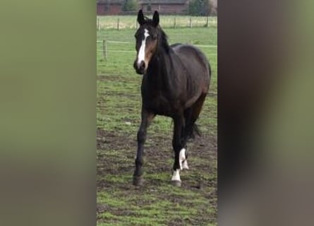 Westphalian, Mare, 14 years, 16.1 hh, Bay-Dark Westphalian, Mare, 14 years, 16.1 hh, Bay-Dark