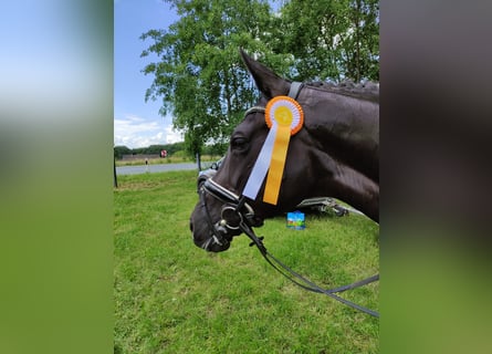 Westphalian, Mare, 14 years, 16,3 hh, Black