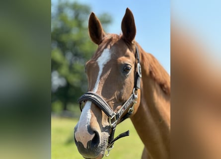 Westphalian, Mare, 14 years, 16 hh, Chestnut-Red