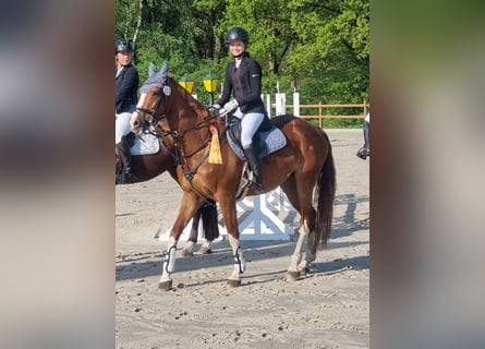 Westphalian, Mare, 14 years, 16 hh, Chestnut-Red