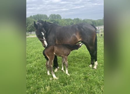 Westphalian, Mare, 14 years, 16,1 hh, Bay-Dark