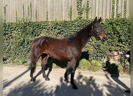 Westphalian, Mare, 14 years, 16,1 hh, Brown
