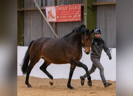 Westphalian, Mare, 14 years, 16,2 hh, Bay