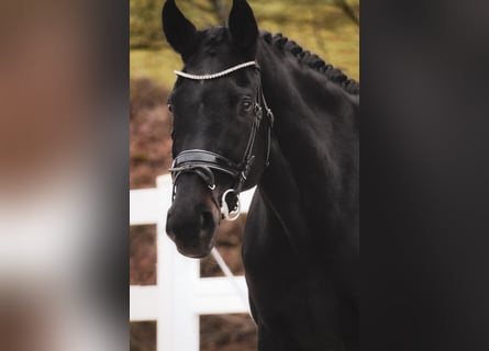 Westphalian, Mare, 14 years, 16,2 hh, Black