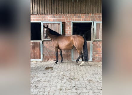 Westphalian, Mare, 14 years, Brown