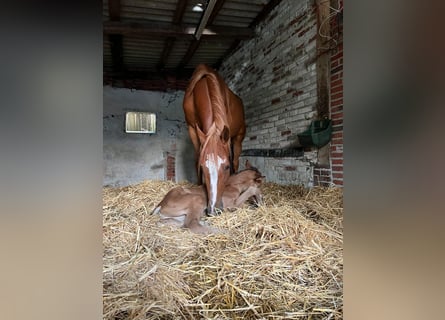 Westphalian, Mare, 15 years, 16.2 hh, Chestnut-Red