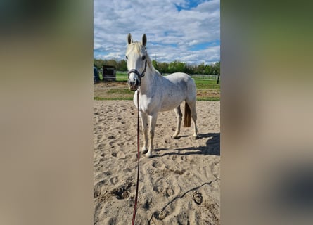 Westphalian, Mare, 15 years, 16,3 hh, Gray
