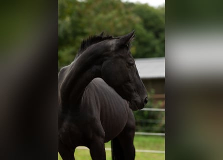 Westphalian, Mare, 16 years, 15.2 hh, Black Westphalian, Mare, 16 years, 15.2 hh, Black