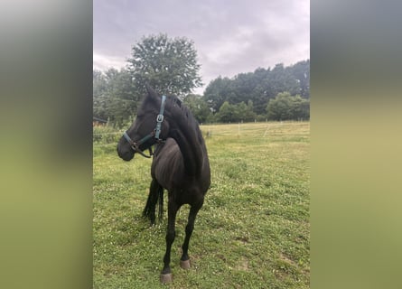 Westphalian, Mare, 16 years, 15,2 hh, Black