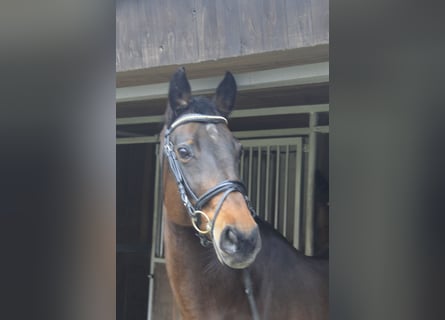 Westphalian, Mare, 16 years, 16 hh, Bay-Dark