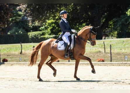 Westphalian, Mare, 16 years, 16 hh