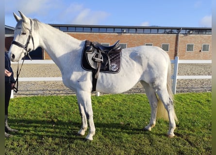 Westphalian, Mare, 16 years, 16 hh, Gray