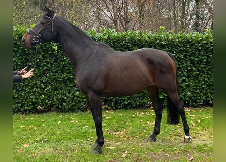 Westphalian, Mare, 16 years, Bay-Dark