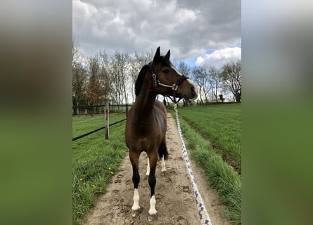 Westphalian, Mare, 18 years, 16 hh, Brown
