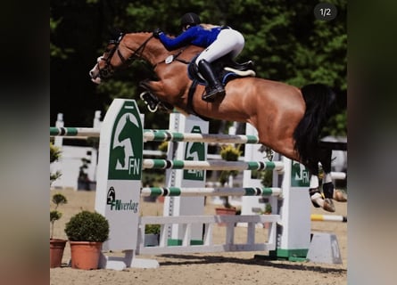 Westphalian, Mare, 18 years, 16,2 hh, Brown