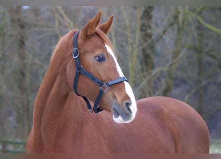 Westphalian, Mare, 19 years, 15,2 hh, Chestnut-Red