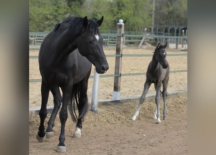 Westphalian, Mare, 19 years, 16,2 hh, Black