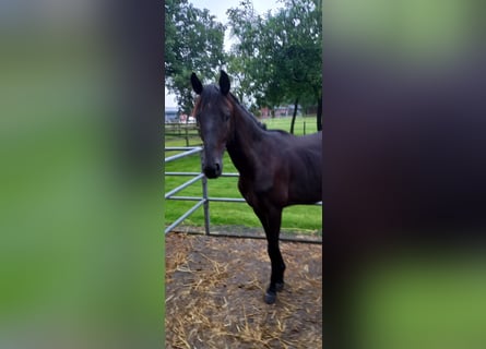 Westfale, Stute, 1 Jahr, 15,3 hh, Rappe