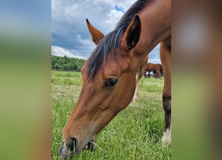 Westfale, Stute, 1 Jahr, 16,2 hh, Brauner