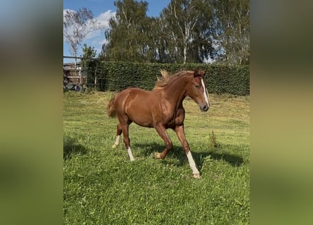 Westphalian, Mare, 1 year, 16.2 hh, Chestnut